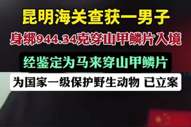 旅客身绑944.34克穿山甲鳞片入境视频封面