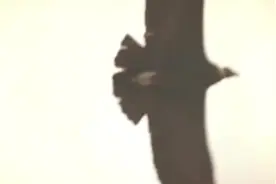 《酒醉的蝴蝶》MV，醉人心扉！"#酒醉的蝴蝶 #酒醉的蝴蝶完整版