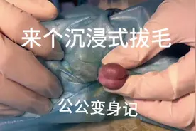 公猫绝育术。快乐星期二#猫咪 #绝育 #动物 #福州 #狗狗视频封面