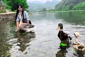 其实鹅鸭🦆相当于小孩3-5岁智商，今天给大鹅鸭🦆们放天假