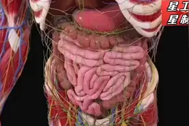 人体内脏的真实模样，各种器官协作，太精密了！