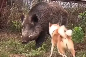 野猪与人类的故事#动物趣事 #野生动物零距离 #野猪视频封面