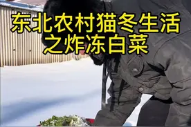 东北的冻白菜甜滋滋的，蘸酱吃太好吃了，冬天吃起来别有一番风味#冻白菜 #三农 #东北农村的猫冬生活视频封面