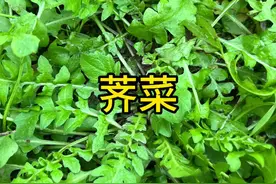 荠菜 今天带大家辨认一下荠菜#你的家乡有这种植物吗 #植物科普 #识百草 #荠菜 #农村野菜视频封面