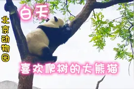 北京动物园喜欢爬树的大熊猫，身体柔软灵巧能爬十几米的大树上视频封面