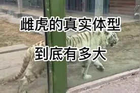 母老虎的真实体型到底有多大？#老虎 #母老虎 #野生动物零距离视频封面