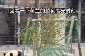 萌兰是这样越狱的  #大熊猫萌兰 #萌兰 #可爱到爆炸💥 #大熊猫 #萌兰越狱