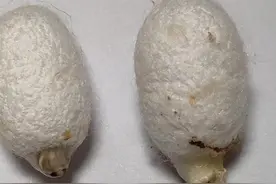 一直以为蚕是自己咬破茧子出来的，这次终于看清楚了，是它的嘴巴分泌液体把蚕茧融一个洞，然后慢慢爬出来的。这是一只雄蚕蛾和一只雌蚕蛾，雄蚕蛾体型较小，破茧相对容易一些，茧子也相对干净，雌蚕蛾体型较大，破茧比较困难，钻出茧子后会分泌褐色液体茧子看起来就比较脏。#奇妙的动物 #养蚕日记 #破茧成蝶 #蚕蛹化蝶全过程 #生命的力量视频封面