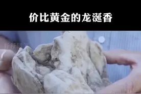 龙涎香就是抹香鲸鱼的排泄物，它比黄金还要贵#龙涎香 #带你涨知识视频封面