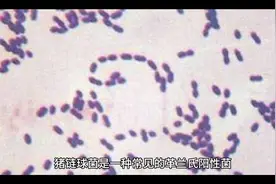 男子带伤切生猪肉后浑身长满瘀斑险丧命，确诊感染猪链球菌。视频封面