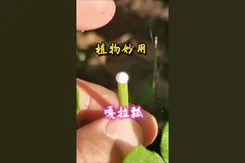 嘎啦瓢的特殊用途！#植物 #妙招 #大自然 #大自然的馈赠视频封面