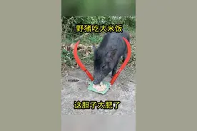 #搞笑配音视频封面