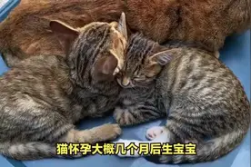 猫怀孕大概几个月后生宝宝？#养猫人 #养猫经验分享视频封面