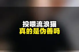 投喂流浪猫，是伪善吗？真能给自己的恶找借口！鄙视你 #流浪猫 #弃养 #新手养猫 #流浪动物#萌宠好物视频封面
