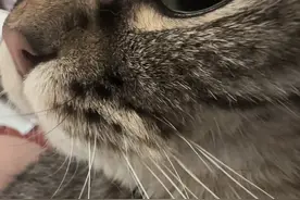 你不是一只合格的小宠物！ #oi小猫有点火热啊 #它真的好像个小宝宝 #小猫咪能有什么坏心思它只想被爱 #小猫咪怼脸杀视频 #这个世界不能没有小猫视频封面