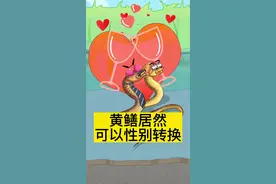 黄鳝居然可以性别转换#三农 #新农人 #乡村守护人 #轻漫计划 #充能计划 #有趣的知识又增长了 #科普 #脑洞大开 #养殖 #黄鳝 #每天跟我涨知识