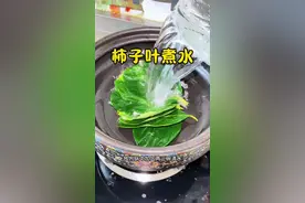 柿子叶煮水#柿子叶#柿子叶的妙用 #快来一起尝个鲜