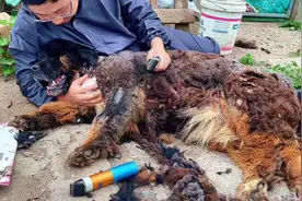 为宫平救助站的大藏獒剃毛（五） 真的被这只大藏獒的温暖融化了视频封面