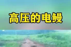 狗子没事鳄鱼居然被电死了#奇妙的动物  #动物世界 #野生动物零距离