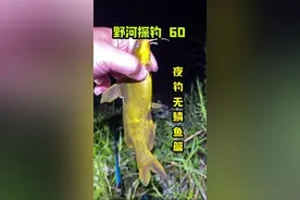 这几天没更新视频是因为我的菜地被电工给光顾了#原来钓鱼才是抖音运动顶流 #钓鱼 #黄辣丁 #抖音钓鱼人 #夜钓视频封面
