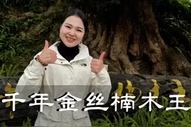 我在重庆的大山里竟然发现了一颗3000多年的金丝楠木王，被雷劈过，被火烧过，却依然树木参天！#金丝楠木 #楠木湾 #湖北星旅播