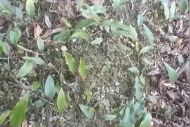 #野生药材 东北人口中的嗷嗷叫草。