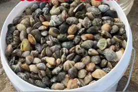 免费赶海 最近鲅鱼圈就是蚬子多#赶海 #真实的赶海能抓到什么 #赶海拾贝