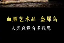 “血腥文玩”到底有多残忍，盔犀鸟因头骨价值80万，惨遭捕杀，濒临灭绝 #科普 #保护野生动物 #鸟类 @抖音热点