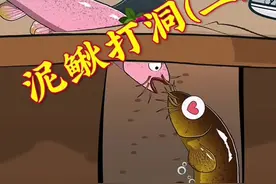 防止泥鳅打洞方法很多，杂交泥鳅也是其中之一！ #抖音知识年终大赏 #内容启发搜索 #科普 #神奇动物在抖音 #奇妙的动物