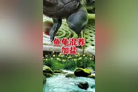 鱼龟混养鱼缸养鱼，能定期向缸里加盐吗？养龟加盐对乌龟有影响吗 养鱼有必要周期加盐吗？鱼和乌龟一个缸里养，可以向缸里加盐吗？鱼龟混养，鱼缸加盐对乌龟影响大吗？养龟能加盐吗？乌龟和鱼一起养，鱼生病了，能向缸里放盐吗？乌龟缸里能不能加盐问题解答。你问我答，鸫龟先生评论区问题回复，短视频合集。#养龟日常 #养鱼日记 #鱼缸里的大自然 #神奇动物在抖音 #水族