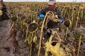 #为什么人们要将向日葵的头部砍掉，再插在葵茎上？视频封面