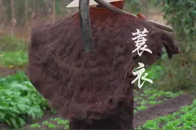 蓑衣在中国有着悠久的历史，早在先秦时期就已出现。在古代，它是人们遮风挡雨的重要工具，尤其是农民和渔夫在劳作时经常使用。