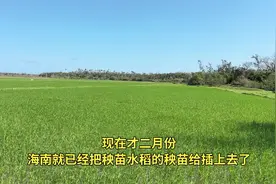 才二月份，海南的水稻已经绿油油了，一年三季吧视频封面
