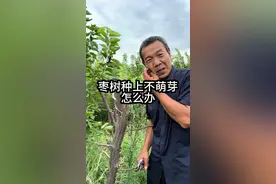枣树种上不萌芽 枣树种上不萌芽，怎么办？#冬枣树苗 #果树管理 #三农 #农业种植 #郭老师植物