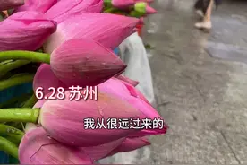 这就是苏州人的浪漫吗？烟雨江南里最新鲜的荷花，盛开在早市中，赠与最挂念的人……#苏州 #烟雨江南 #荷花视频封面
