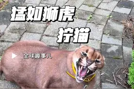 凶猛的“地盘霸主”狞猫 狞猫竟然还有这样的一面！#狞猫 #猫科动物 #猫咪 #万万没想到 #涨知识