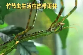 竹节虫#神奇动物在抖音 #昆虫微观世界纪录片视频封面