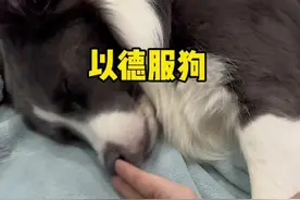 谁都别想好了#傻狗的日常 #边牧 #动物的迷惑行为