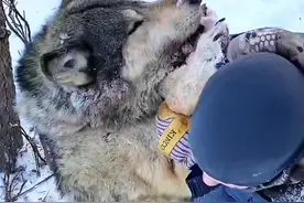 偷吃牧民绵羊的狼王被抓住了 #解说版动物世界 #神奇动物在抖音 #野生动物零距离 #西伯利亚狼 #国外合法狩猎