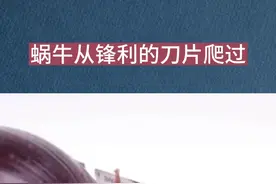 蜗牛从锋利的刀片爬过，会不会被切成两半？视频封面