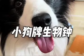 养狗以后就再也没有睡过一个懒觉了有木有？#边牧 #狗是狗边牧是边牧 #养狗的乐趣 #万物可爱计划 #宅家治愈记