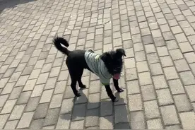 妞妞是年前1月21号带回来的，当时左眼珠子被小区里的老太婆打掉了，还生了一窝宝宝，宝宝都被领养后鱼一妹妹出资给它做了绝育，从刚开始夹着尾巴沿墙根走的样子，到现在每天竖着尾巴横着身子走路的样子，我感觉它是飘了，只要一出门耳朵就丢家里了，任你喊任你骗都不肯回来，除非它玩累了饿了渴了才会自愿回家，我每天都在跟它斗智斗勇，和它几个月相处下来我彻底被它拿捏了，所以我决定随它去吧，只要它开心！😄😄😄#领养代替购买 #愿每个小狗都能遇见好的主人 #总有些生命为治愈你而来