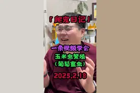 一条视频学会玉米虫繁殖 学会以后你也能实现玉米虫自由！ #爬行动物 #神奇动物在抖音 #爬宠 #异宠 #玉米虫视频封面