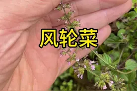 风轮菜 又叫九层塔，这个植物是一种很好的野菜#植物科普 #你的家乡有这种植物吗 #识百草