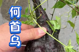 根果叫 何首乌  藤叫  夜交藤……#植物科普 #识百草