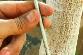 如何将你嫁接的果树成活率达到99.8%？一根套筒轻松解决。！ #嫁接视频封面