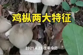 鸡枞的两大特征#鸡枞 #鸡枞菌