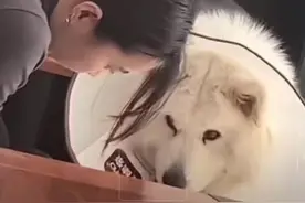 狗狗突然亲主人，萌化了#萌到爆炸了💥 #萌化了 #狗狗的心思都写在脸上了 #狗狗 #就喜欢萌萌乖乖的小萌宠