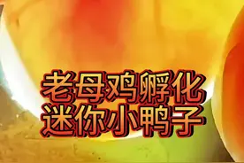 男子将捡来的小鸭蛋拿给母鸡孵化，没想到竟成功孵出迷你小鸭子！ #鸭子 #神奇动物在抖音 #动物世界