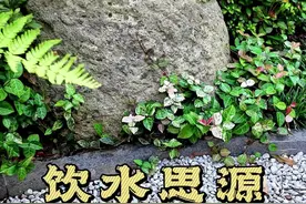 园林中的小水井，你挖对了吗？ 挖水井好处多多：可给水池补水养鱼，健康又省钱；能浇花浇草，省水又方便；夏天还能让院子更凉爽。另外，水井方位也有讲究。最重要的，别忘了注意安全哦！水井最好要加盖子，放在隐蔽处，除了安全，还能增添造景呢！#苏式园林 #中式小院 #中式合院 #中式建筑 #中式四合院视频封面